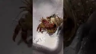 サザエの殻に腕太のヤドカリ！オニヤドカリの生態