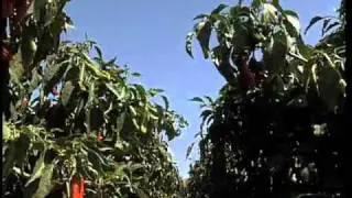 Soil: Who Needs It?