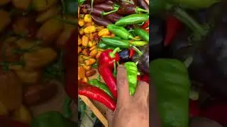How much #peppers can you grow in a #backyardgarden ? Take a look at the end🔥🔥🔥