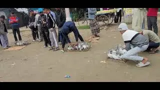 কবুতর পাল্লা করার সময়