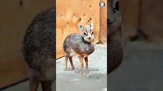 Dik-Dik 🦌 How Is This Even REAL?!