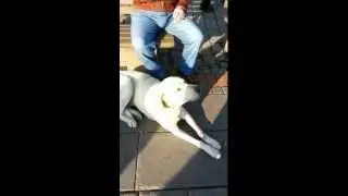 Dog and prayer Azan Must See !