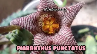 Piaranthus 🤩🌺