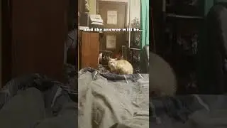 Cat is ALWAYS needy! #apgrenus #cat #catsoftiktok #shorts #funny #funnycats