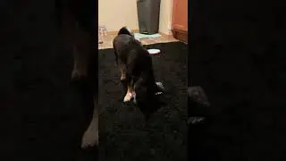 Shiba Investigates Water Bottle
