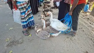 পানির দামে হাঁস মুরগী কিনুন | পাহাড়ি হাট | সবচেয় কম দাম | উথুরা বাজার ভালুকা ময়মনসিংহ l village