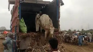 cow truck unloading 2024 | bull unloading video | cow unloading 2024 #unloadingcow