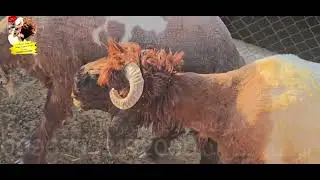 تبارك الله أحسن خلقه زيارة خاصة للأخ أبو عبدو شيخ جوبان  نوادر وفواخر ومزايين من العيار الثقيل جدا 👑