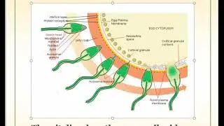 FERTILIZATION (HUMAN REPRODUCTION)