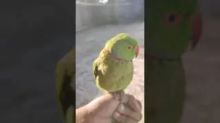 My Parrot Video From Top Angle 📐🔥 #parrot #video #shorts #trending #viral #top_angle #viral_shorts