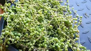 How to re start a String Of Pearls Plant - Senecio rowleyanus