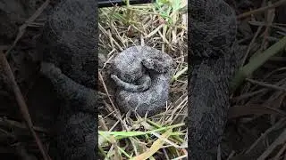 Massasauga Rattlesnake OH 5/25