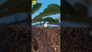 Cicadas Wake After 17 Years #facts #shorts