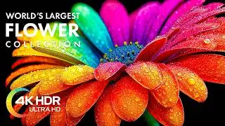 Beautiful Flowers Blooming Time lapse in 4K UHD with Relaxing Music