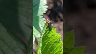 Naturgarten am 26.05.2023: Kennt jemand diese K&auml;ferart?