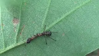 Long legged caterpillar: Stauropus fagi / Lobster moth