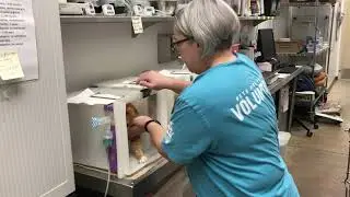 Nebulization Austin Animal Center