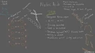 Biology 2.6 [ Nucleic Acids ]