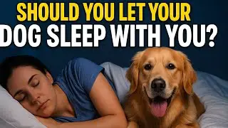 Why Your Dog Sleeps With You Every Night (And What It Really Means)