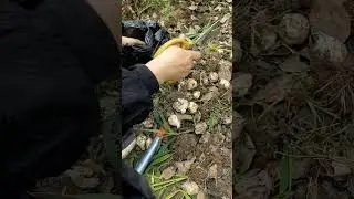 cut leaves to get young onion in the garden #shorts #farming #gardening #garden