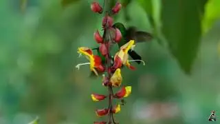 The Smallest nectar-eating bird in the world