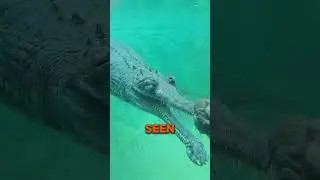 Gharial? #crocodile #gharial