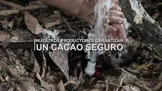 PANGOA - CACAO