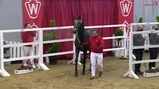 Cortez FZ v. Cornet Obolensky-Canturano, Freispringen K&ouml;rung Westfalen 2020