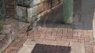 Curlews