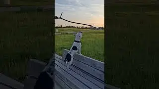 #Taub? Ja. Verpeilt? Definitiv auch!  ❤️ #funny #deafdog #geh&ouml;rlos