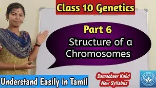 Structure of a Chromosome| Class 10 Science Unit 18 Genetics