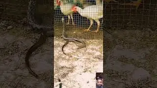 snake & cock fight💪👊🔫#trending #shortvideo #shorts