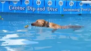 Doggy paddle? The swimming lessons for furry friends