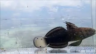 グアム島のサラサハゼ