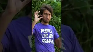 Brendan Hates People Like Grapes  #roosterteeth #redvsblue #rtpodcast #rtaa #flyingthecoop