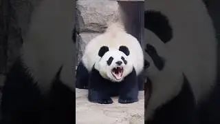 When the panda yawns, it instantly becomes a 