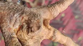 Chandi ka jard seh ilaj ?? Ring k kitna faida hua?