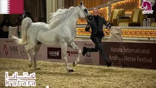 Katara International Horse Festival | Katara | Doha | ZR ShaNno | Horse Show | Arabian Horse |ZRS
