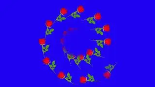 Blue screen red rose effect video