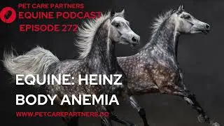 EP 272: Heinz Body Anemia in Horses | Causes, Diagnosis & Treatment Explained | Pet Care Partners