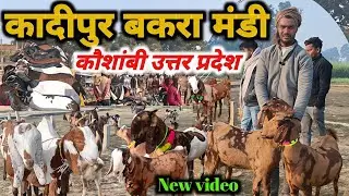 कादीपुर बकरा मंडी आज का ताज़ा रेट 15/01/26 Kadipur Bakra Market Uttar Pradesh #bakramandi #gots