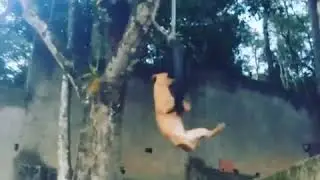 Pitbull Spring Pole
