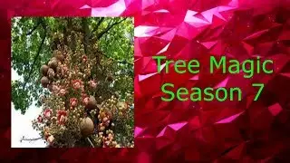 Tree Magic : Season 7 Episode 2 : Sugar Maple Tree Magic Book?