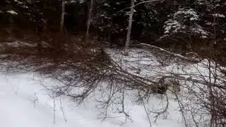 Работа в лесах Эстонии, Тарту. Work in the forests of Estonia, Tartu.