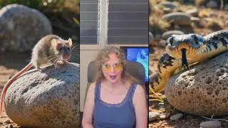 December 2025 Astrology RAT Month in SNAKE Year (12 Signs) Chinese Horoscope