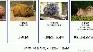 포유류, 목 설치류, 과 비늘꼬리청서과 mammal 작은도깨비쥐속 케이프호저 모래두더지쥐 코이바아구티 데구과 붉은비스카차쥐속 아메리카호저류 갈색털난쟁이호저 케이프모래언덕두더지쥐