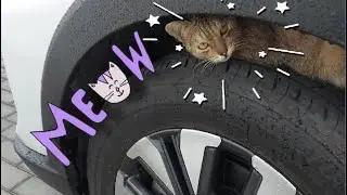 The Cat I Never Got To Name