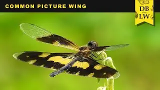 Common Picture Wing | Database of the Living World | DBLW