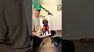 The dogs expression is very funny #haha #funny #funnypet #dog #funnydog