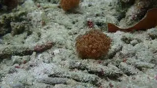 A Pair of Signal Gobies in Raja Ampat, Indonesia